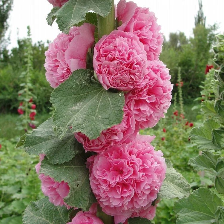 🌸Double Hollyhocks: The "Towering Peonies" of the Garden World