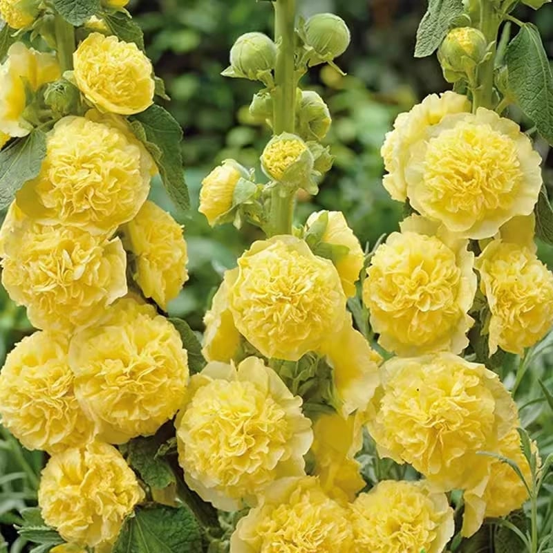 🌸Double Hollyhocks: The "Towering Peonies" of the Garden World
