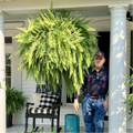 🔥 BUY 1 GET 1 FREE (2 PCS)🌱 48Inch Large UV Artificial Ferns for Outdoors--No watering, No fading