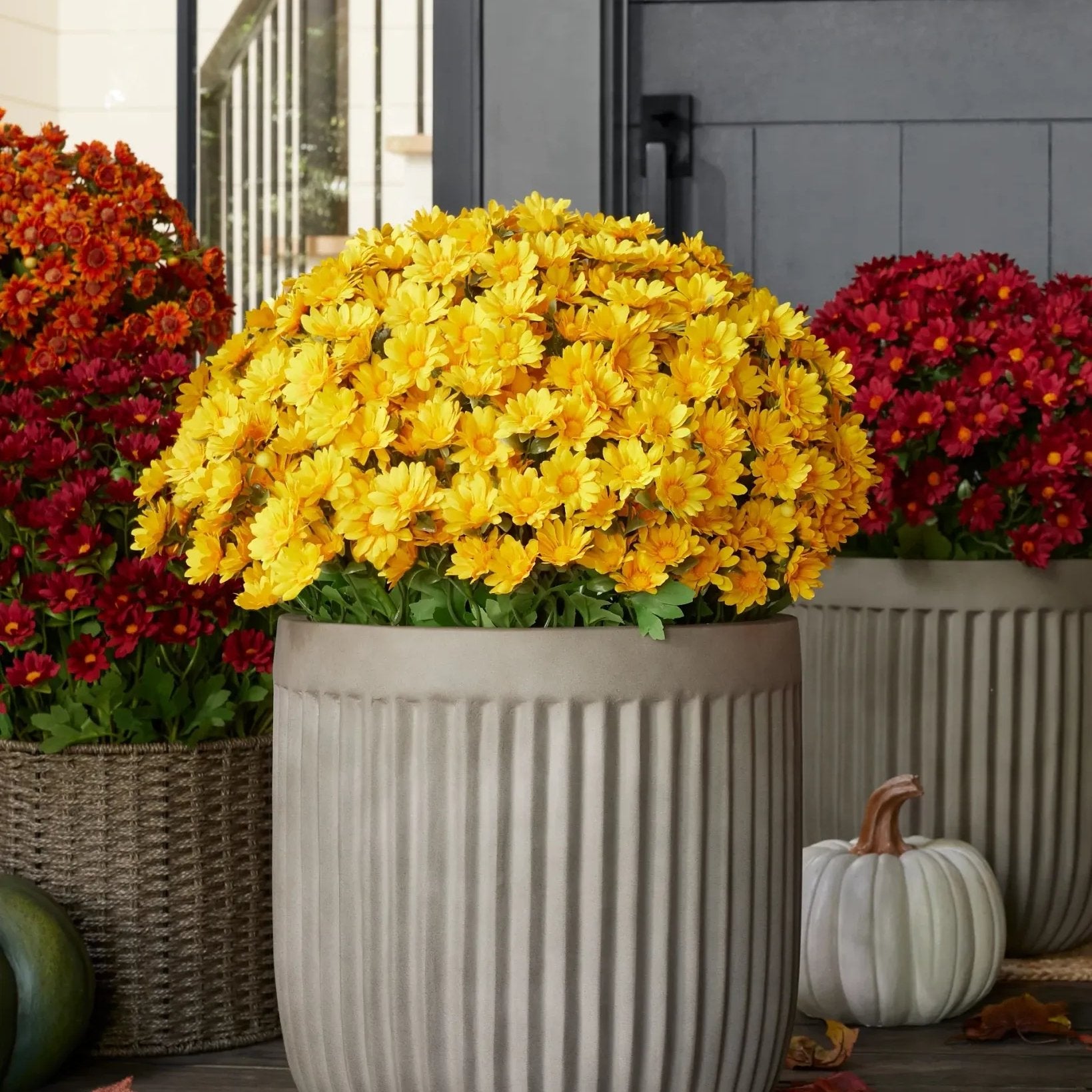 🔥 $9.96 On Sale Only Today 🌱 Artificial Outdoor Sunset Mums Flowers - UV resistant, Waterproof, Windproof