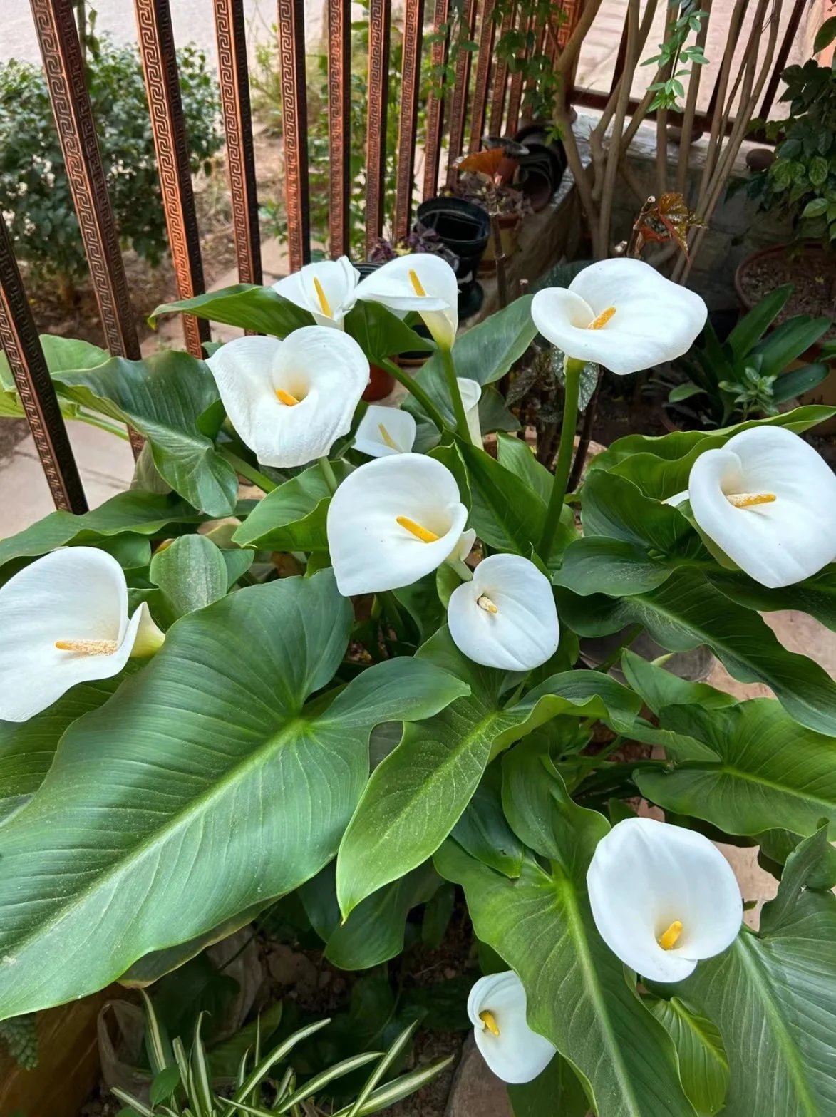 🔥Hot Sale 49% OFF- Artificial Calla Lily Silk Flowers💐