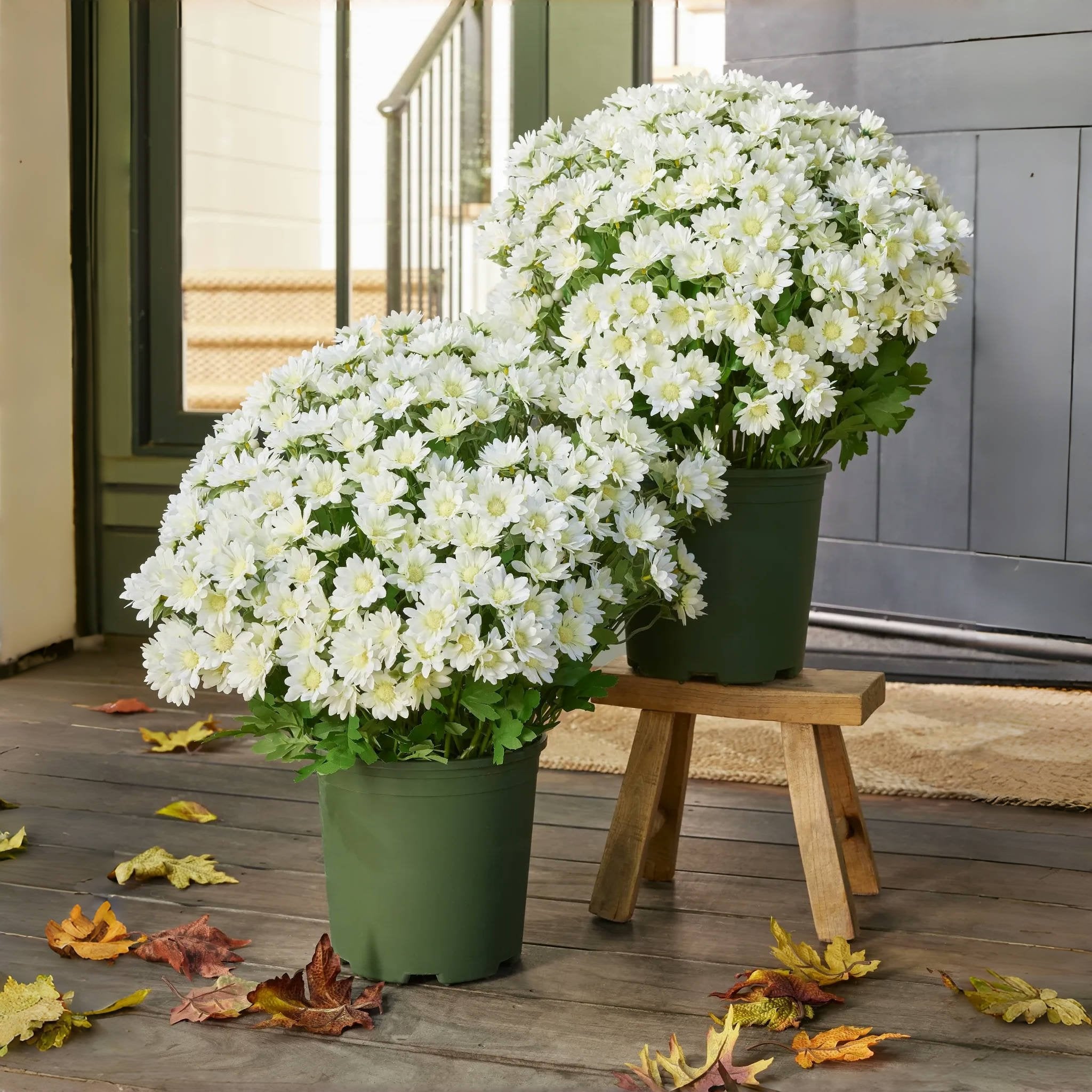 🔥 $9.96 On Sale Only Today 🌱 Artificial Outdoor Sunset Mums Flowers - UV resistant, Waterproof, Windproof