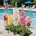 🌸Double Hollyhocks: The "Towering Peonies" of the Garden World