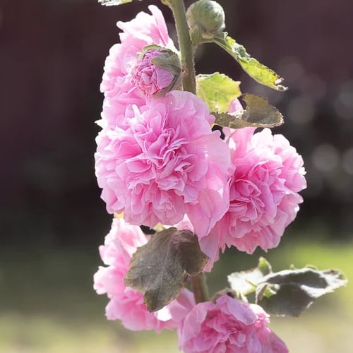 🌸Double Hollyhocks: The "Towering Peonies" of the Garden World
