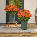🔥 $9.96 On Sale Only Today 🌱 Artificial Outdoor Sunset Mums Flowers - UV resistant, Waterproof, Windproof