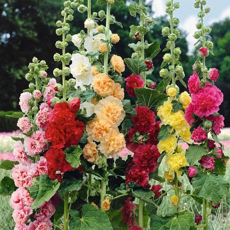 🌸Double Hollyhocks: The "Towering Peonies" of the Garden World