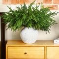 🔥$7.99 Today Only🔥The Best Holiday Greenery - Realistic Norfolk Pine Stems