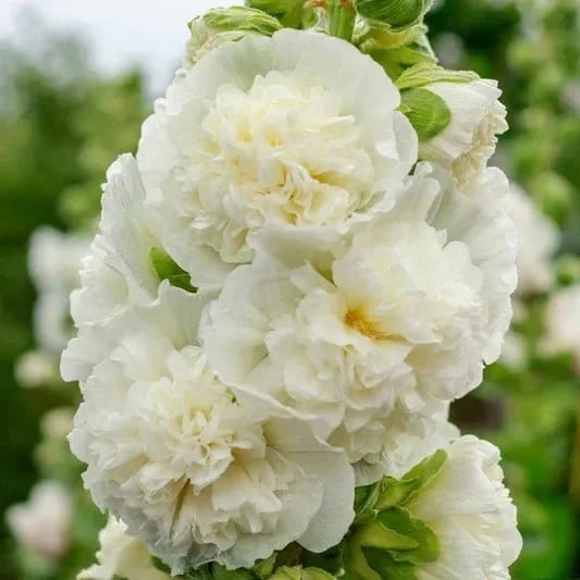 🌸Double Hollyhocks: The "Towering Peonies" of the Garden World