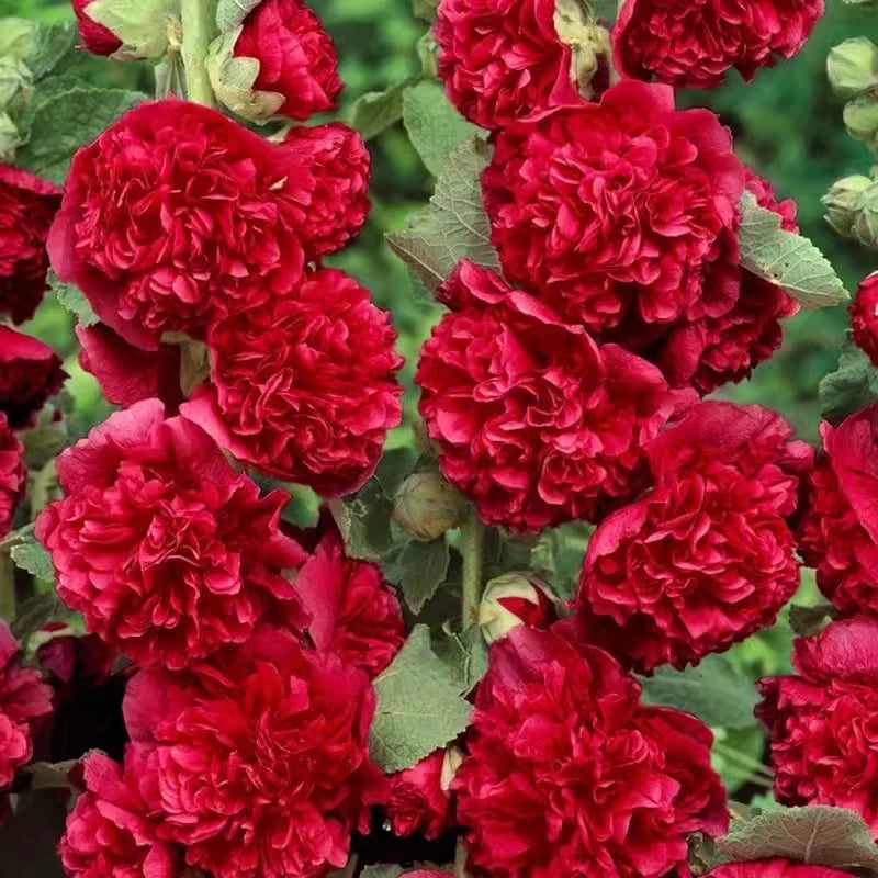 🌸Double Hollyhocks: The "Towering Peonies" of the Garden World