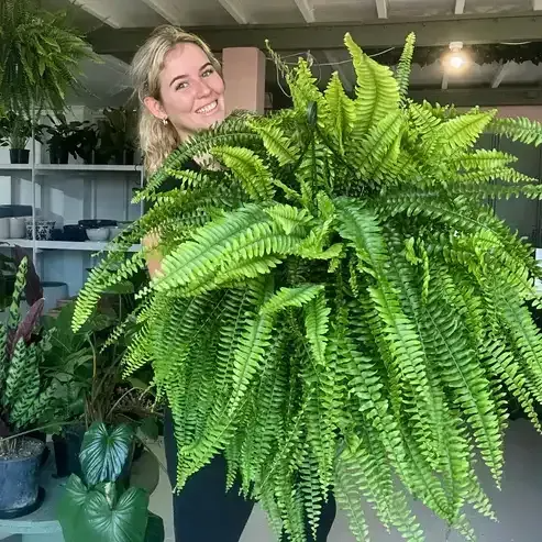🔥 BUY 1 GET 1 FREE (2 PCS)🌱 48Inch Large UV Artificial Ferns for Outdoors--No watering, No fading